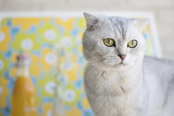 白色苏格兰折叠猫