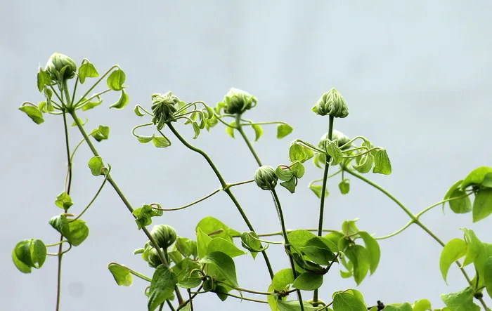 铁线莲, 芽, 促进, 春天, 叶, 植物, 自然, 花园