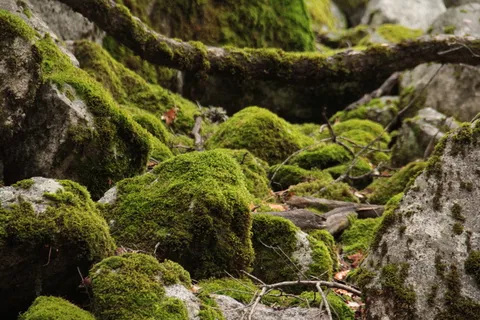 麝香、岩石、自然、秋天、凯斯、森林、约塞米蒂、山脉