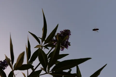 美国，斯科茨代尔，蜜蜂，自然，叶子，花，野生动物，日落