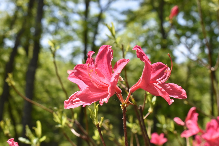 黄花菜，粉色花朵，自然，植物，开花植物，花朵，自然之美，生长