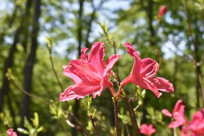 黄花菜，粉色花朵，自然，植物，开花植物，花朵，自然之美，生长