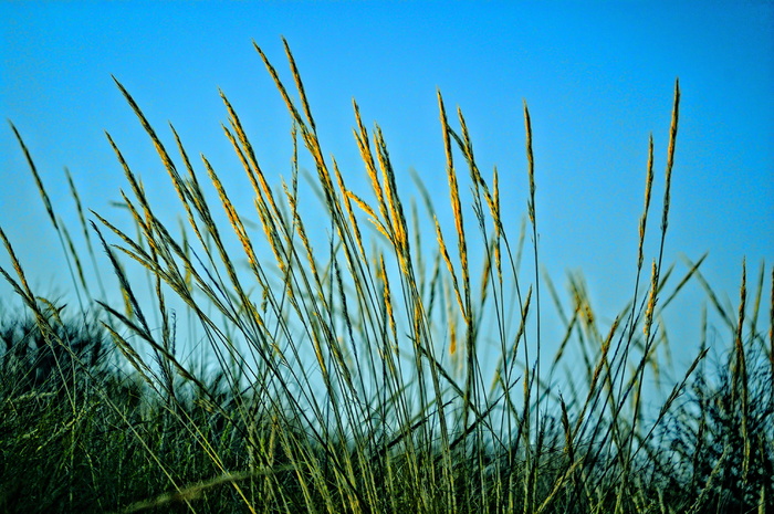 没有人、草、户外、自然、田野、植物、天空、晴朗的天气