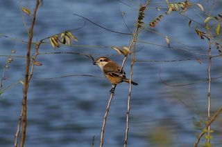 动物，河流，水边，树木和植物，鸟类，野生鸟类，小型猛禽，伯劳