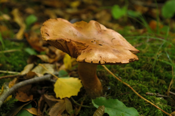 蘑菇，森林，棕色，秋天，桤木shuffletruffle，红腹锦鸡，shuffletruffle相关，锦鸡科