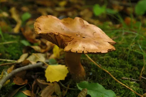 蘑菇,森林,棕色,秋天,桤木shuffletruffle,红腹锦鸡,shuffletruffle相关,锦鸡科 蘑菇,森林,棕色,秋天,桤木shuffletruffle,红腹锦鸡,shuffletruffle相关,锦鸡科