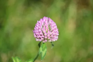 树，花，森林，粉色，特写，凉爽，背景，模糊