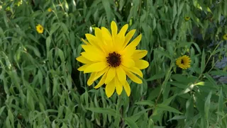 花，夏天，玛格丽特，草，开花植物，黄色，植物，新鲜度