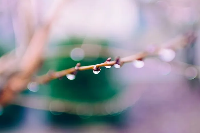 树枝，特写，景深，露水，水滴，自然，离焦，树