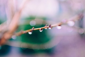 树枝，特写，景深，露水，水滴，自然，离焦，树