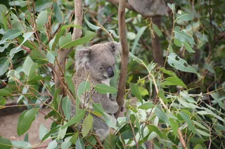 考拉，澳大利亚，考拉熊，懒惰，休息，动物，自然保护，菲利普岛