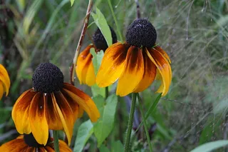 圆锥形花，花，花瓣，黄色，花园，褪色，开花植物，花