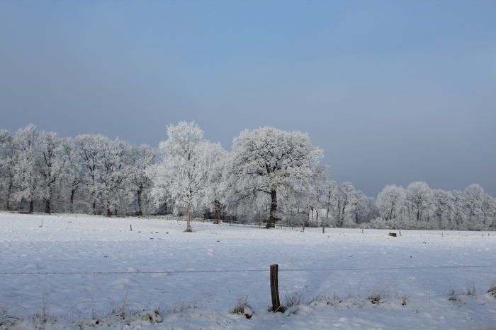 冬天，风景，雪，寒冷，树木，冬天，自然，寒冷的温度