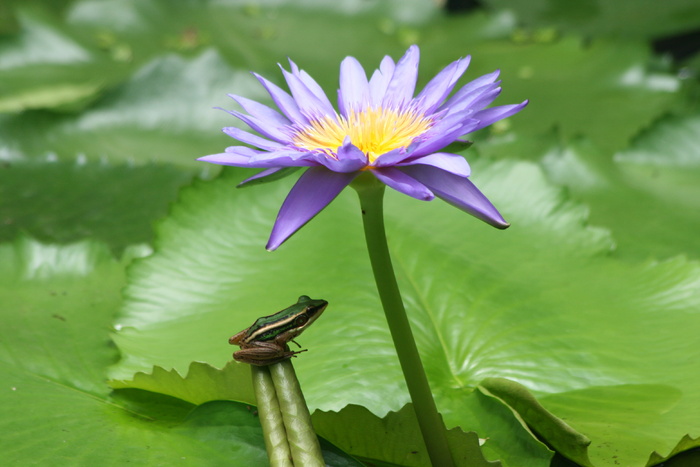 水礼来、青蛙、花开、开花植物、花、植物、脆弱、美丽