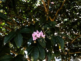 美国、rockville、百思买、户外、花卉、风景、自然、树木