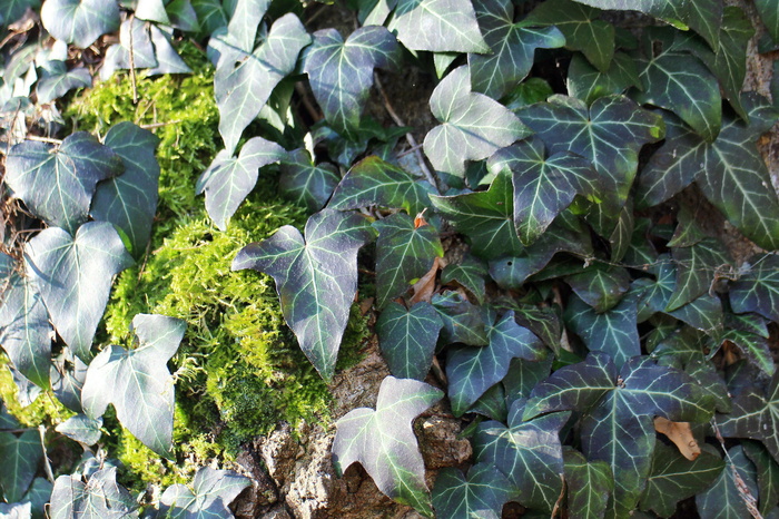 常春藤，攀缘植物，缠绕，植物，攀缘，绿色，背景，长春花