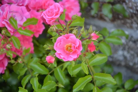 玫瑰花蕾,玫瑰丛,粉红色,自然,花园,灌木,小花,开花 玫瑰花蕾,玫瑰丛,粉红色,自然,花园,灌木,小花,开花