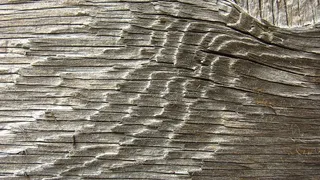 旧木材、板材、纤维、纹理、漂白、干燥、图案、木结构