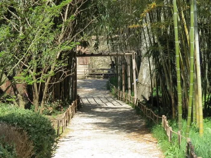 竹子，安杜泽，塞文尼，红杉，巨人，老挝村，植物，方向