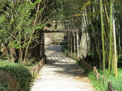 竹子,安杜泽,塞文尼,红杉,巨人,老挝村,植物,方向 竹子,安杜泽,塞文尼,红杉,巨人,老挝村,植物,方向