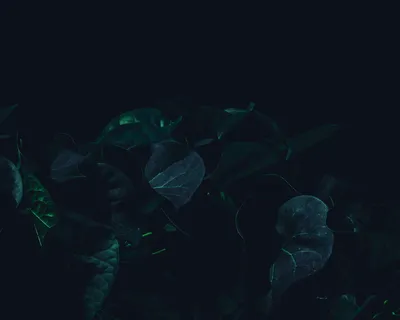 美学,艺术,叶子,绿色,深色,喜怒无常,黑色,叶子 美学,艺术,叶子,绿色,深色,喜怒无常,黑色,叶子