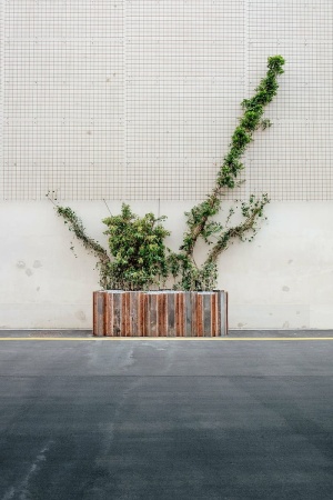 植物箱，植物，道路，墙壁，植物，建筑，没有人，树