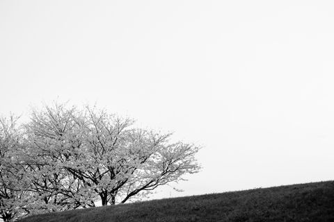 日本、滨松、单色、轮廓、街道、樱桃花、极简主义、平静