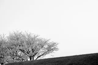 日本、滨松、单色、轮廓、街道、樱桃花、极简主义、平静