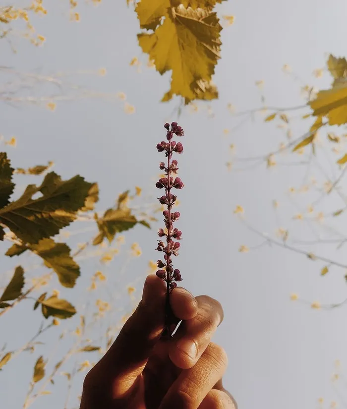 紫色的花