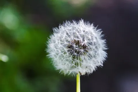 美丽,绽放,盛放,盛开,模糊,明亮,特写,颜色 美丽,绽放,盛放,盛开,模糊,明亮,特写,颜色