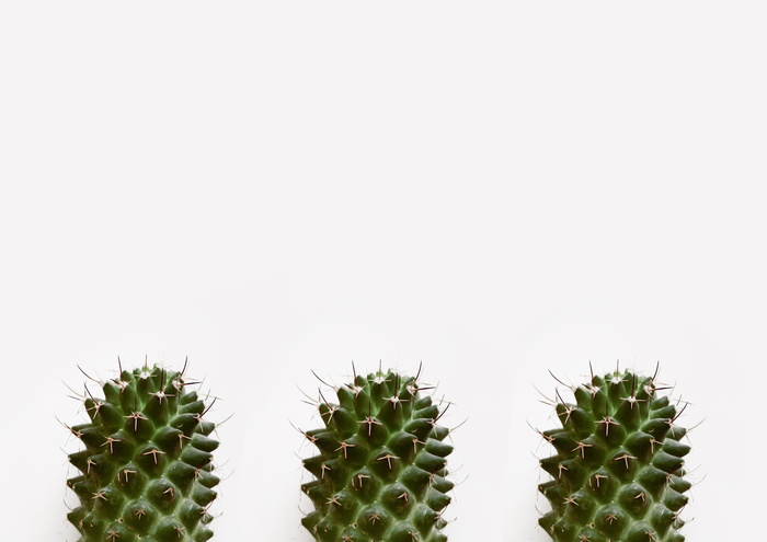 三颗仙人掌的特写照片