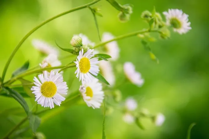 黄花特写