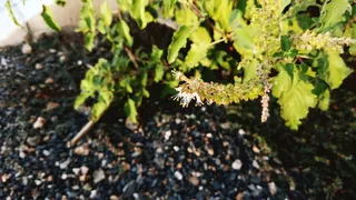 印度，botad，植物，生长，自然，叶子，植物部分，天
