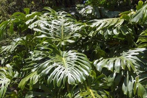 绿叶植物, 拆分, 叶, 喜林, 热带, 叶子, 花的, 自然 绿叶植物, 拆分, 叶, 喜林, 热带, 叶子, 花的, 自然
