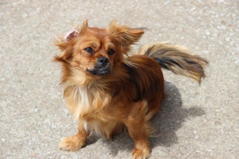 狗，杂种，小狗，觉醒，厚颜无耻，一个动物，狗，动物主题