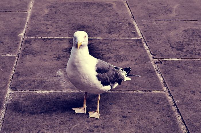 鸟，动物，喙，海鸥，鸟类，特写，颜色，羽毛