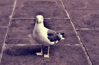 鸟，动物，喙，海鸥，鸟类，特写，颜色，羽毛