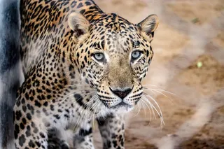 野生、动物、动物园、捕食者、美洲虎、自然、危险、哺乳动物