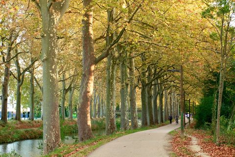 卡纳杜米迪、图卢兹、自然、景观、秋天、树木、植物、前进之路 卡纳杜米迪、图卢兹、自然、景观、秋天、树木、植物、前进之路