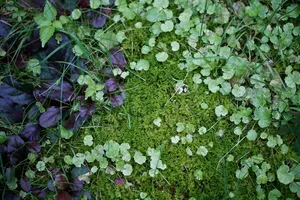 苔藓、草、树叶、绿色、自然、户外、田野、背景