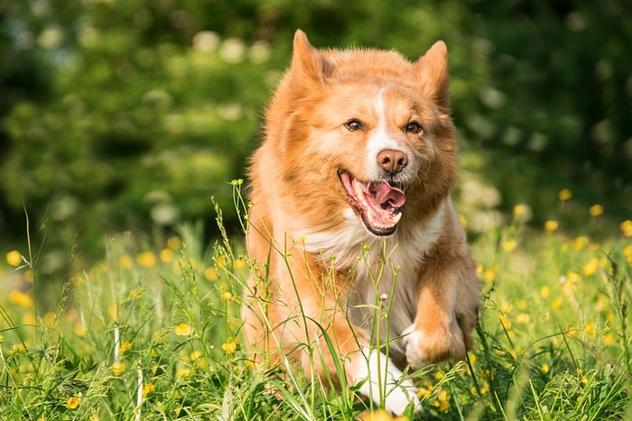 红色，边境牧羊犬，奔跑，花田，狗，奔跑，玩耍，草地