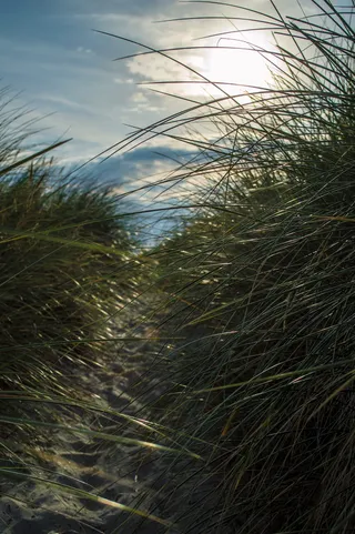 植物、草、树、植被、灌木、自然、丹麦、弗雷德里克·沙文