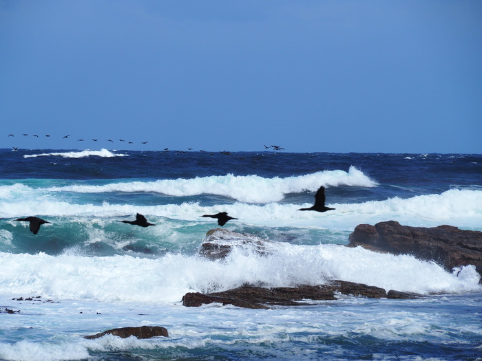 水、海、自然、户外、鸟类、动物、海浪、非洲