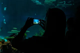 美国，巴尔的摩，国家水族馆，图片，水，剪影，水族馆，电话