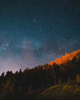 星夜下的树木 星夜下的树木