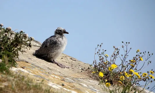 海鸥，年轻，冷静，冷静，放松，有趣，腿，关心