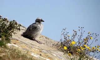 海鸥，年轻，冷静，冷静，放松，有趣，腿，关心