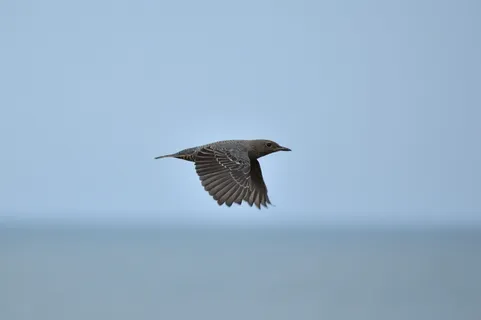 动物，海洋，海滩，鸟类，野鸟，方法球茎，羽毛，翅膀