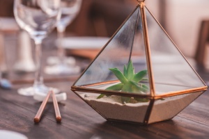 透明玻璃玻璃玻璃容器内的绿色植物