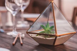 透明玻璃玻璃玻璃容器内的绿色植物